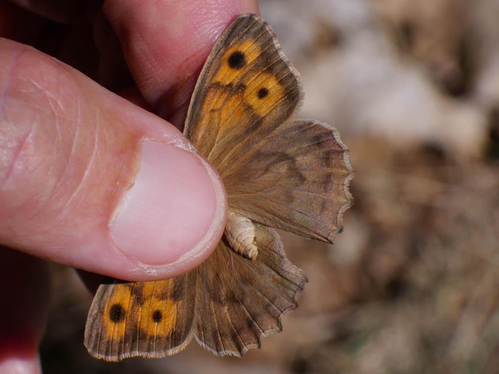 Le Louvet (Le) Hyponephele lupina (O. Costa, 1836)