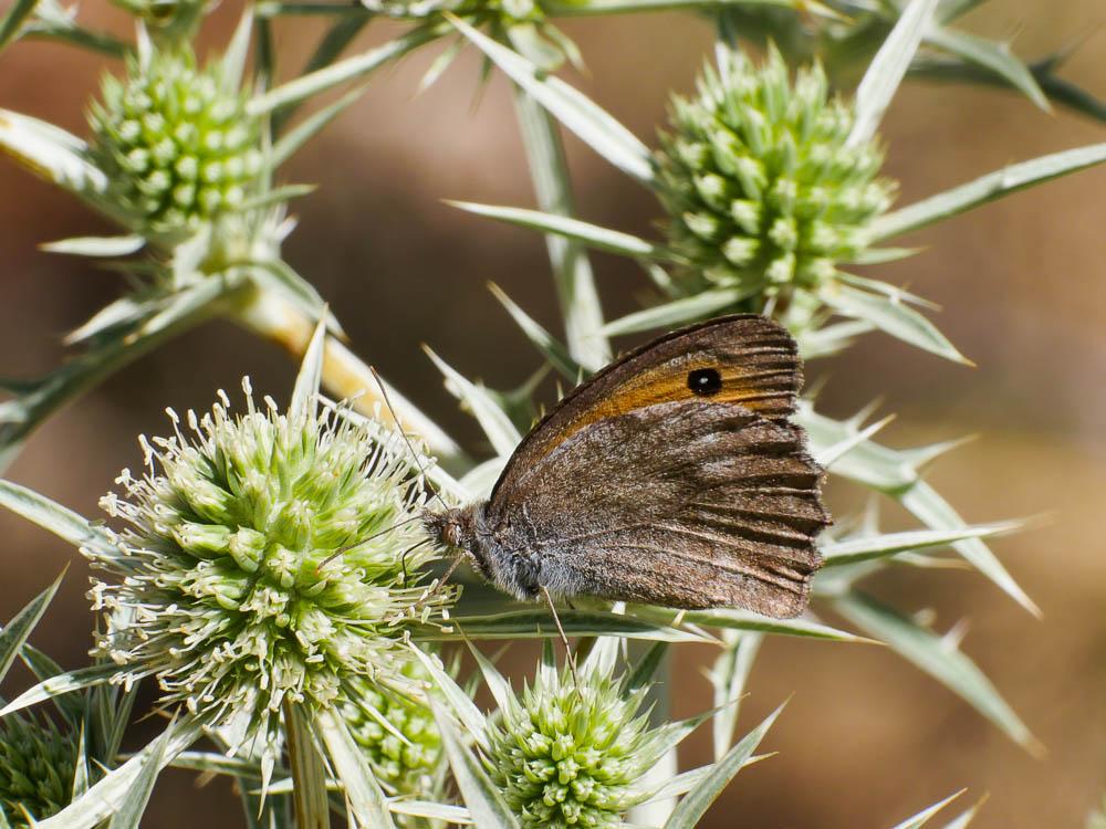 Louvet (Le) Hyponephele lupina (O. Costa, 1836)