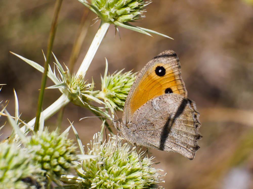 Louvet (Le) Hyponephele lupina (O. Costa, 1836)