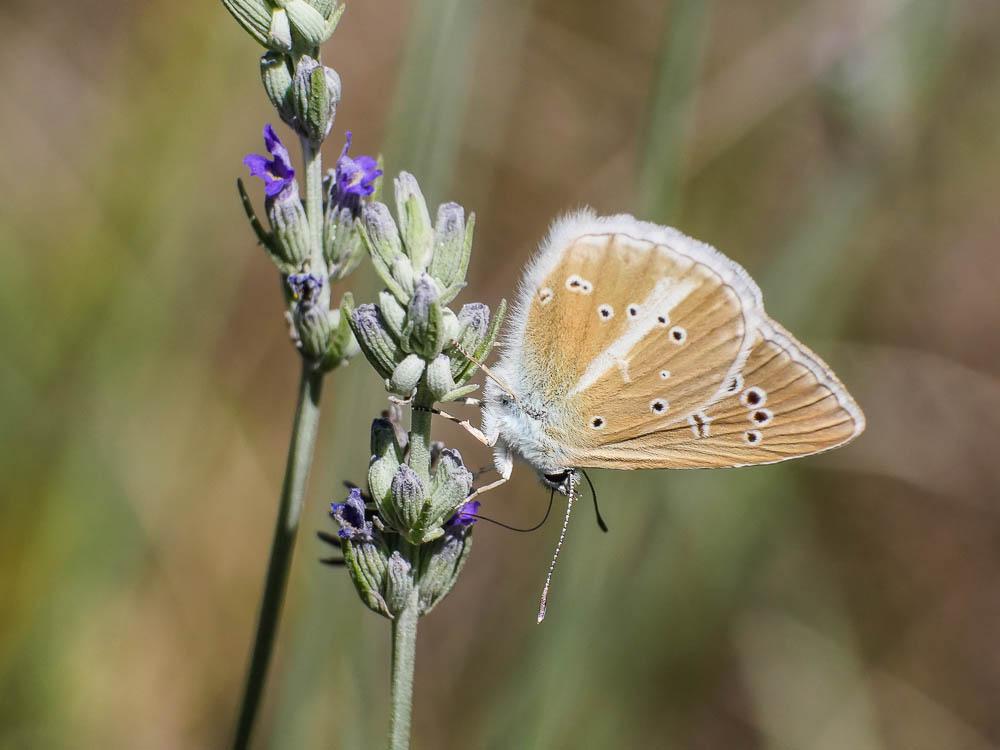 Sablé de la Luzerne (Le), Argus bleu clair (L') Polyommatus dolus (Hübner, 1823)