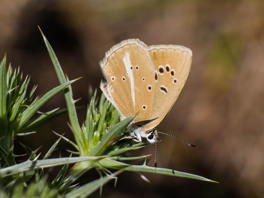 Sablé de la Luzerne (Le), Argus bleu clair (L') Polyommatus dolus (Hübner, 1823)