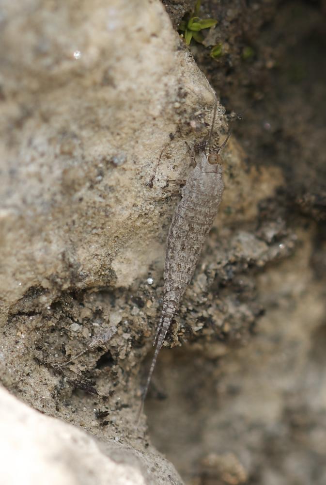  Machilinus rupestris (Lucas, 1846)