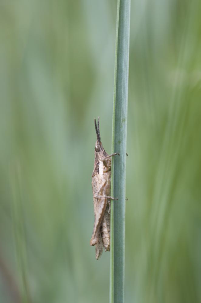 Pyrgomorphe à tête conique Pyrgomorpha conica conica (Olivier, 1791)