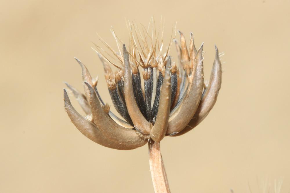 Hedypnois faux rhagadiole, Bonne-nuit-les-petits,  Hedypnois rhagadioloides (L.) F.W.Schmidt, 1795