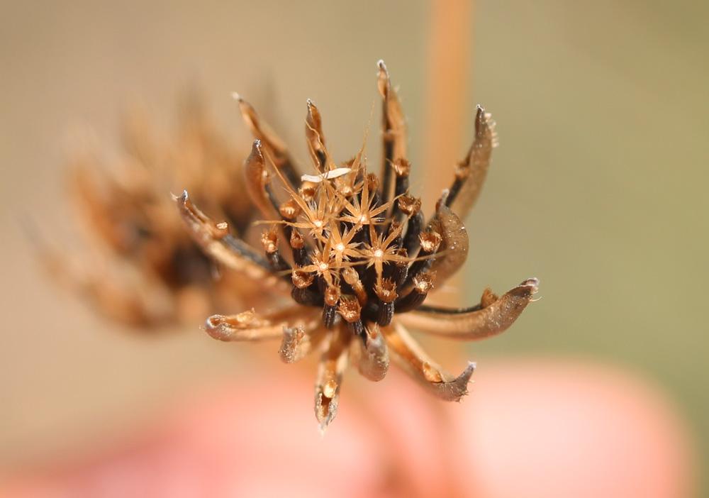 Hedypnois faux rhagadiole, Bonne-nuit-les-petits,  Hedypnois rhagadioloides (L.) F.W.Schmidt, 1795