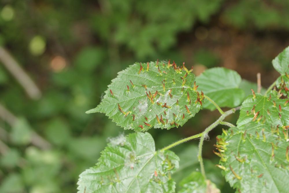 Eriophyes tiliae (Pagenstecher, 1857)