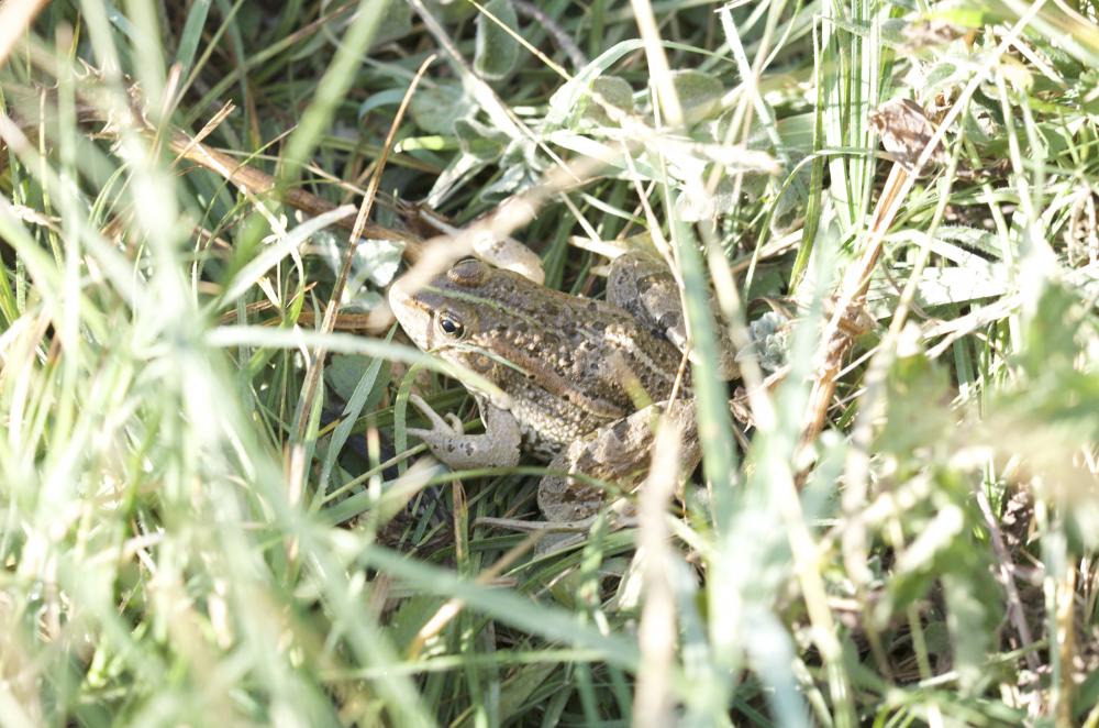 Pélophylax Pelophylax Fitzinger, 1843