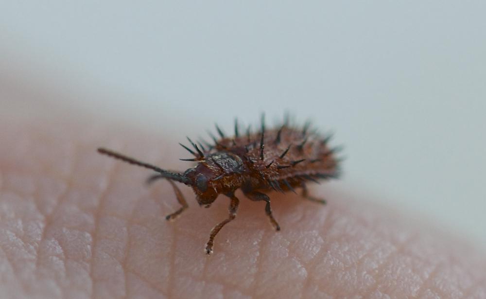 Dicladispa testacea (Linnaeus, 1767)