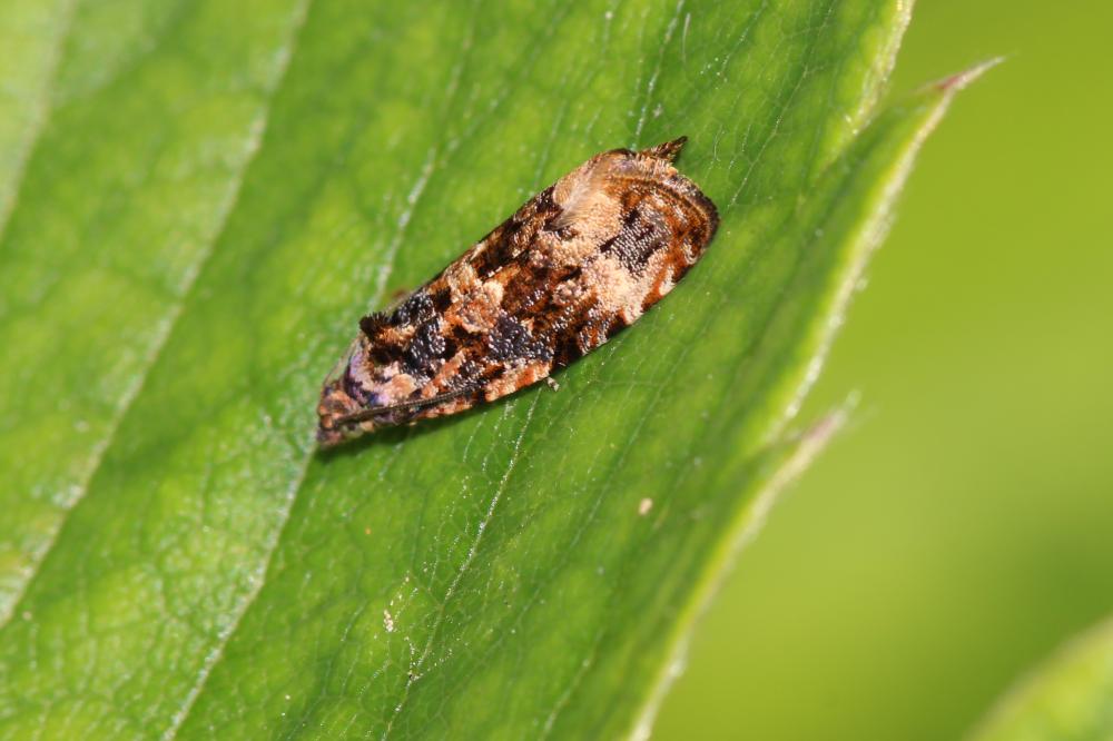  Endothenia gentianaeana (Hübner, 1799)