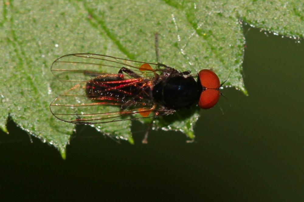  Callomyia Meigen, 1804