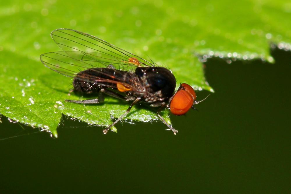  Callomyia Meigen, 1804