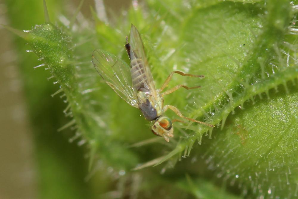 Ensina sonchi (Linnaeus, 1767)