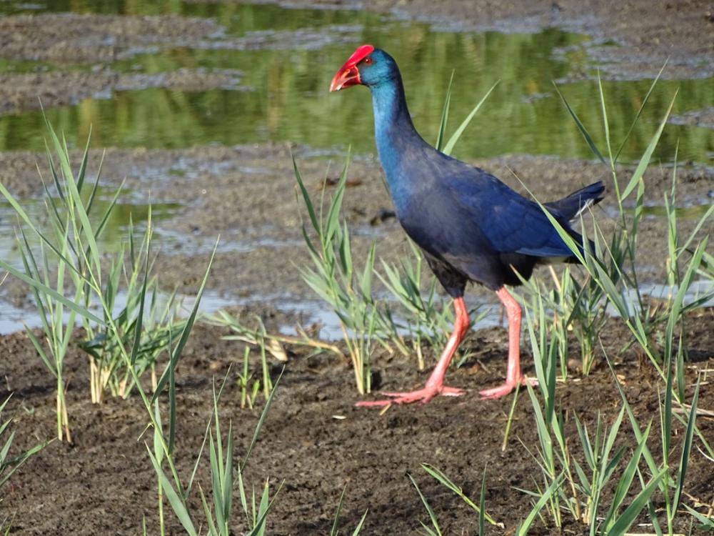 Poule sultane, Talève sultane, Porphyrion bleu Porphyrio porphyrio (Linnaeus, 1758)