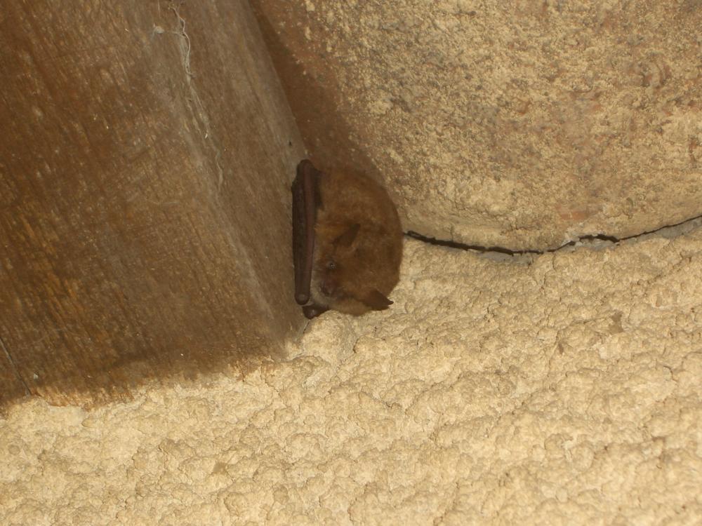 Pipistrelle commune Pipistrellus pipistrellus (Schreber, 1774)