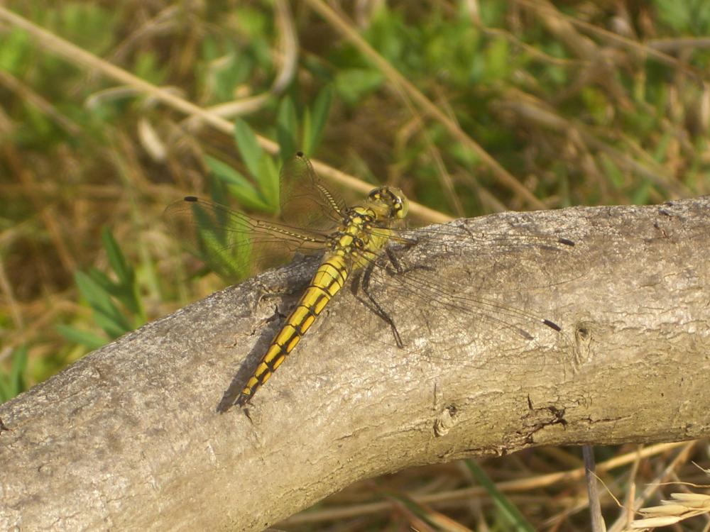Orthétrum réticulé (L') Orthetrum cancellatum (Linnaeus, 1758)