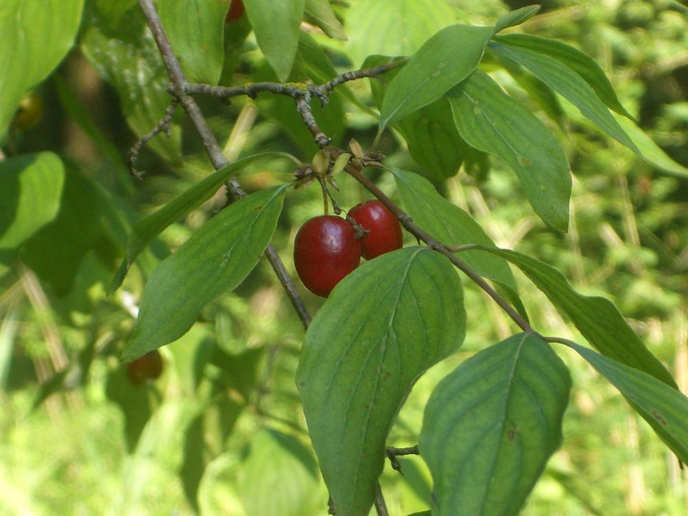 Cornouiller mâle, Cornouiller sauvage Cornus mas L., 1753