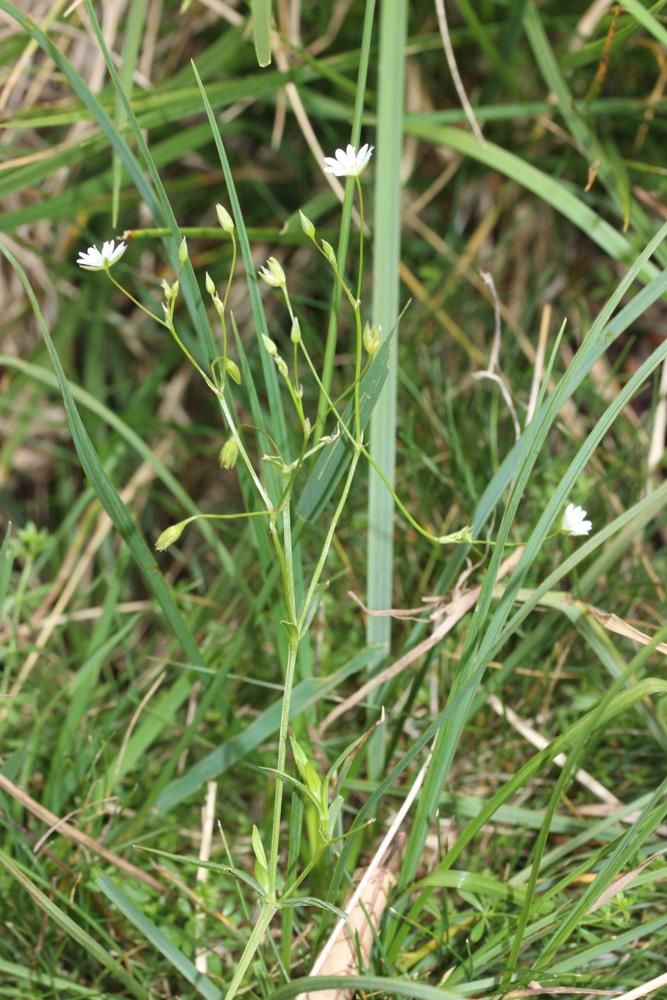 Stellaire graminée Stellaria graminea L., 1753