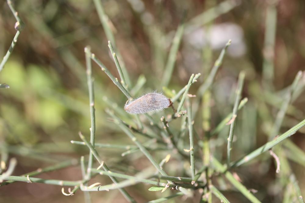 Cytise oroméditerranéen, Genêt oroméditerranéen, G Cytisus oromediterraneus Rivas Mart., T.E.Díaz, Fern.Prieto, Loidi & Peñas, 1984