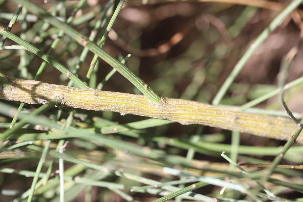 Cytise oroméditerranéen, Genêt oroméditerranéen, G Cytisus oromediterraneus Rivas Mart., T.E.Díaz, Fern.Prieto, Loidi & Peñas, 1984