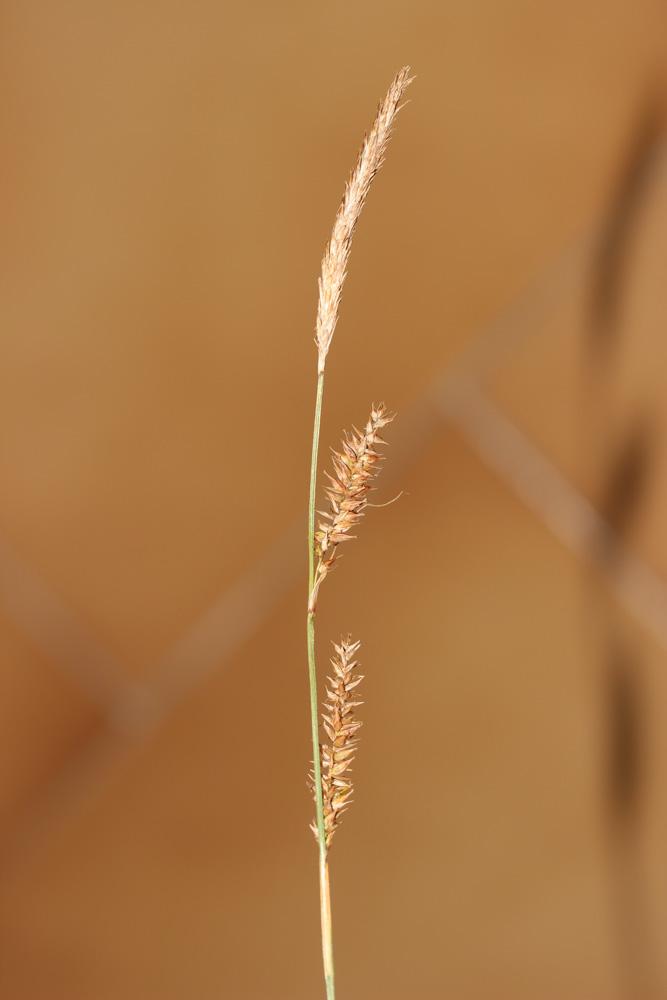 Laîche lisse Carex laevigata Sm., 1800