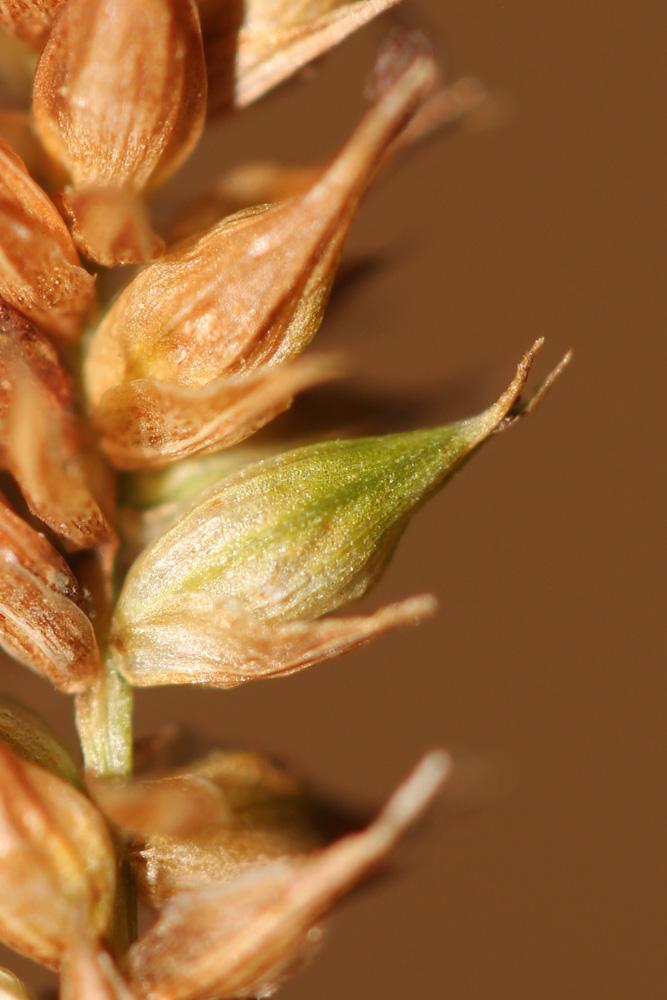 Laîche lisse Carex laevigata Sm., 1800