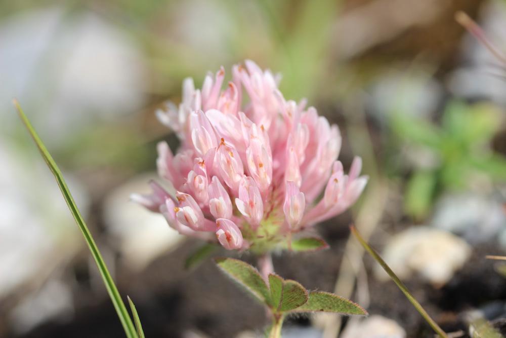 Trèfle des neiges Trifolium pratense var. villosum DC., 1805