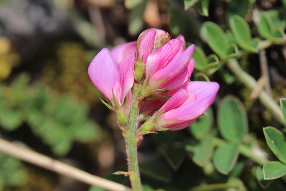 Sainfoin de montagne Onobrychis montana DC., 1805