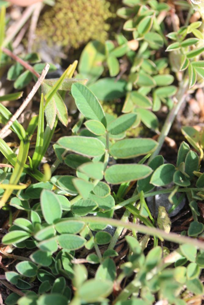 Sainfoin de montagne Onobrychis montana DC., 1805