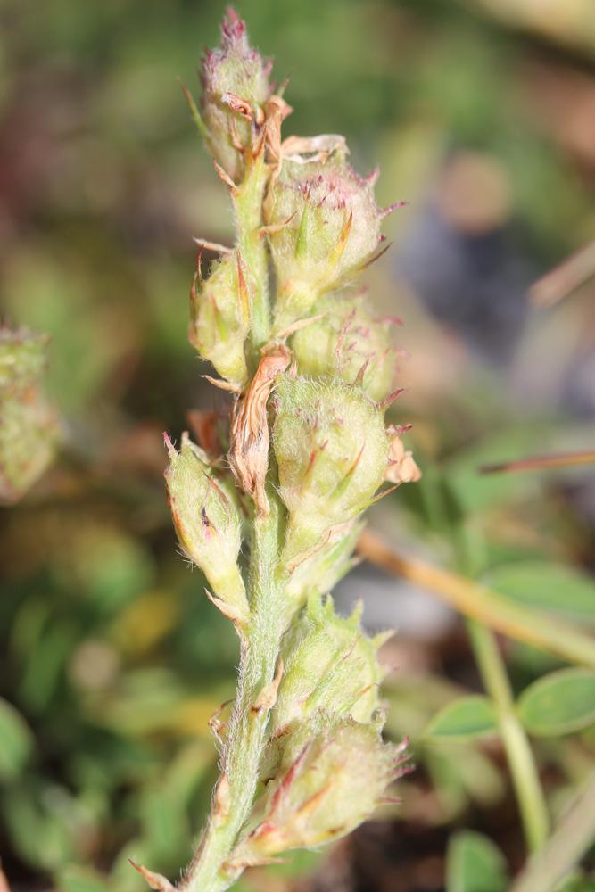 Sainfoin de montagne Onobrychis montana DC., 1805