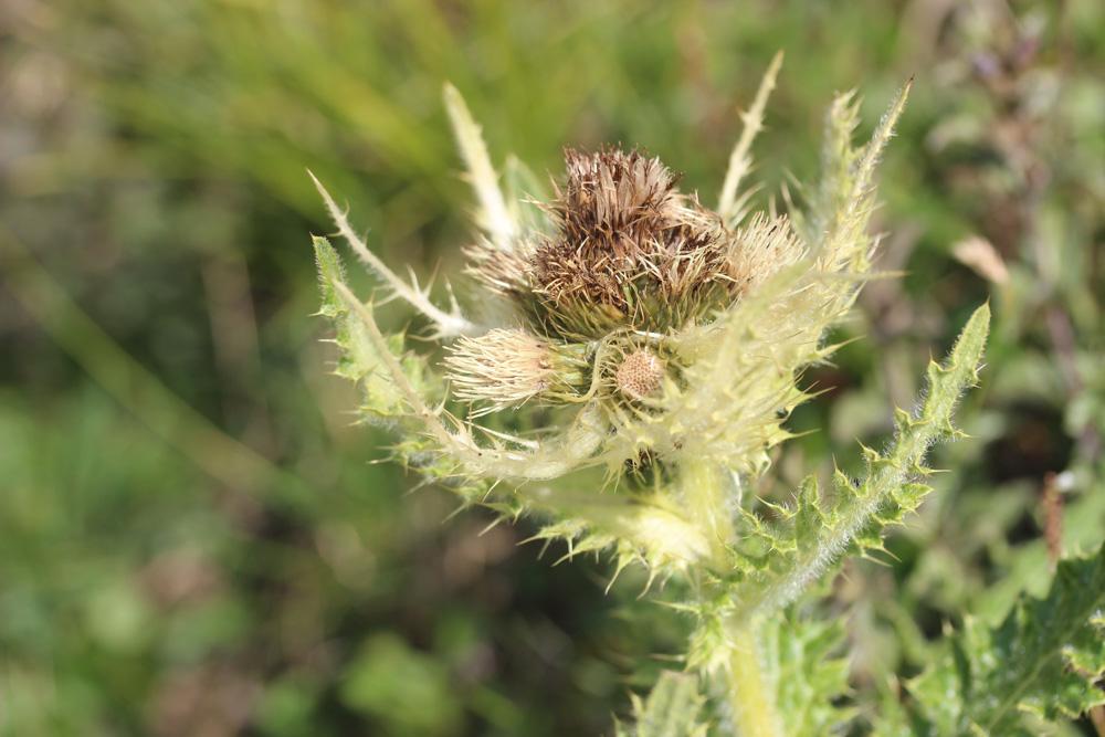 Cirse épineux Cirsium spinosissimum (L.) Scop., 1769