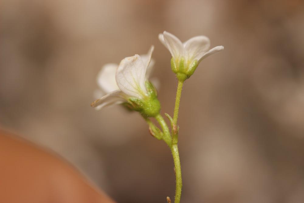Saxifrage bleue, Saxifrage bleuâtre Saxifraga caesia L., 1753