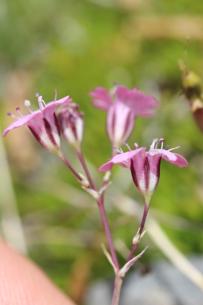 Gypsophile rampante Gypsophila repens L., 1753