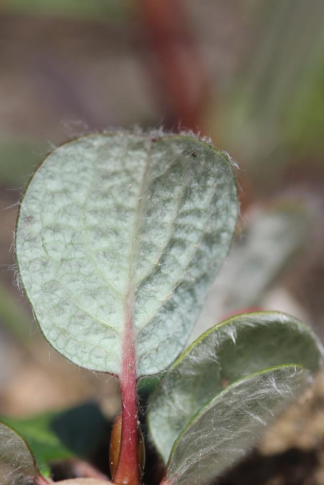 Saule à réseau, Saule à feuilles réticulées Salix reticulata L., 1753