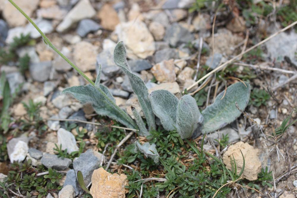 Épervière tomenteuse Hieracium tomentosum L., 1755