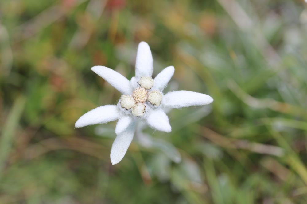 Edelweiss Leontopodium nivale (Ten.) A.L.P.Huet ex Hand.-Mazz., 1927