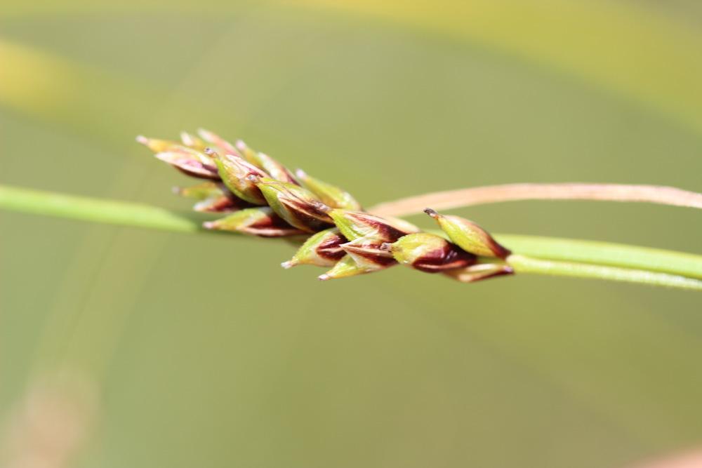 Laîche férrugineuse, Carex ferrugineux Carex ferruginea Scop., 1772