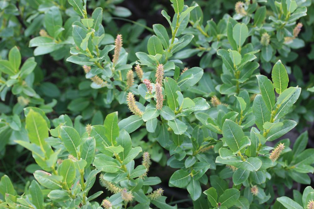 Saule appendiculé, Saule à grandes feuilles Salix appendiculata Vill., 1789