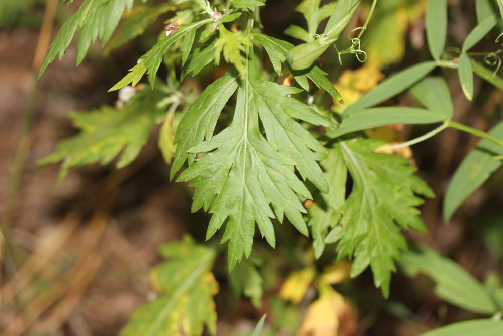 Armoise commune, Herbe de feu Artemisia vulgaris L., 1753