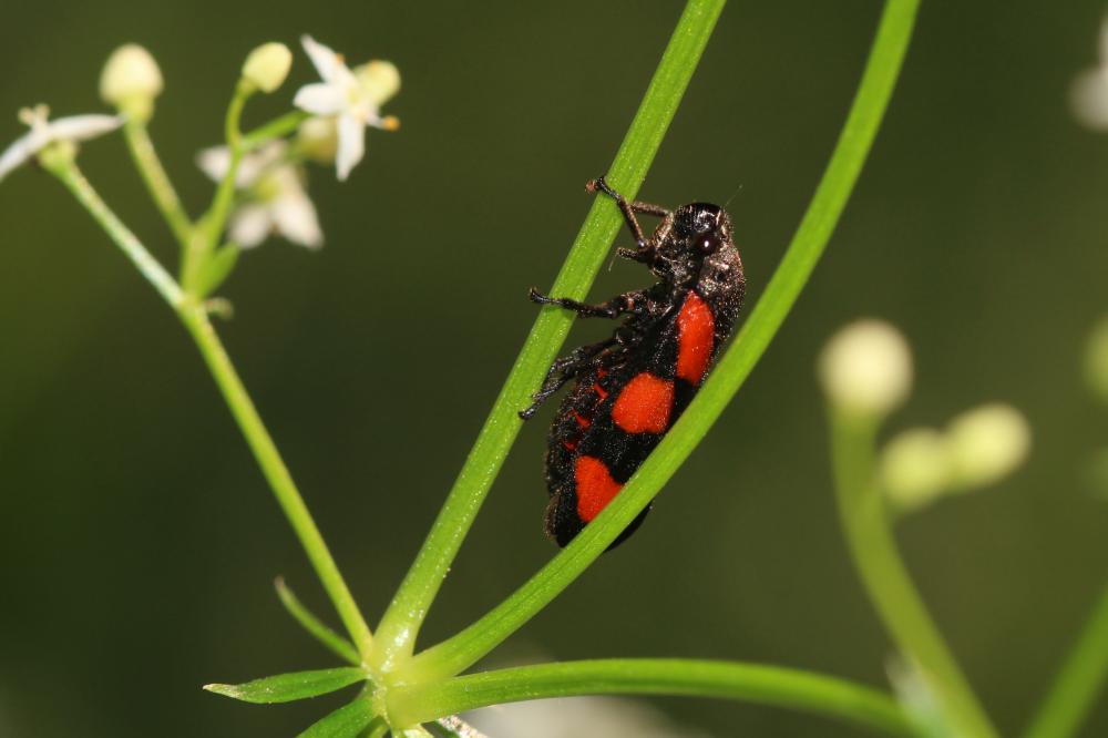 Cercope, Crachat de coucou Cercopis vulnerata Rossi, 1807