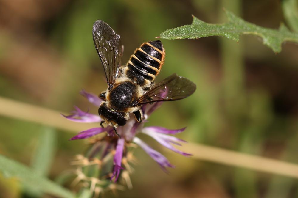 Megachile Latreille, 1802