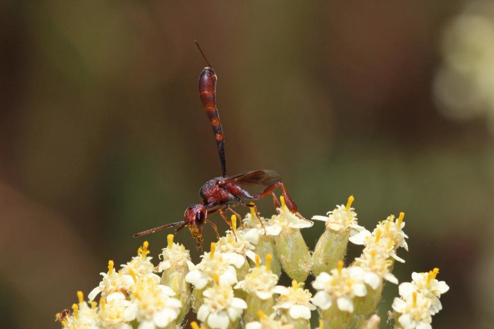 Gasteruption hastator (Fabricius, 1804)