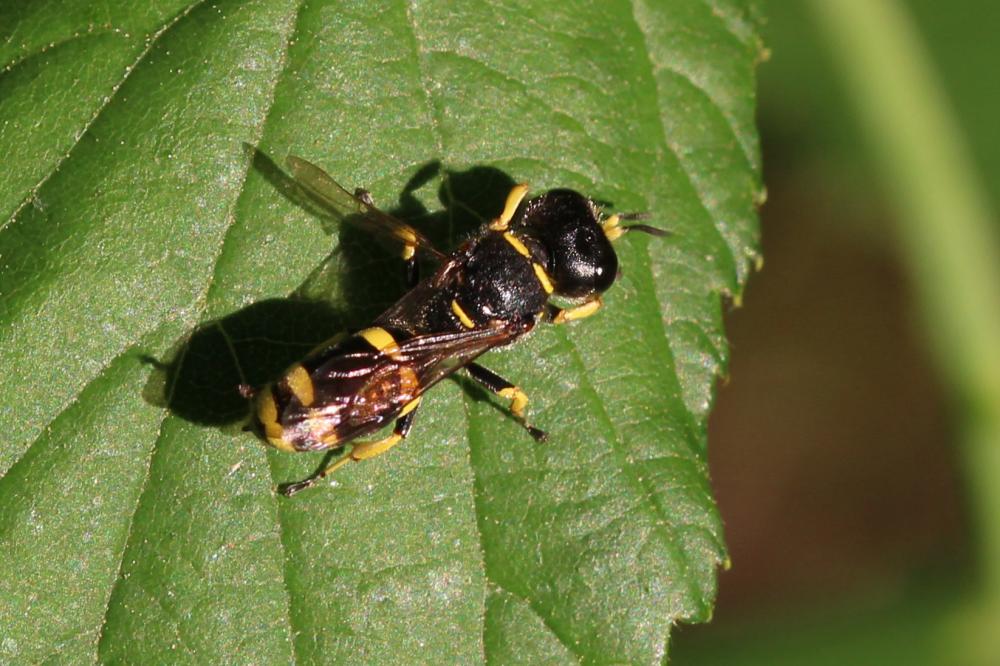  Ectemnius continuus (Fabricius, 1804)