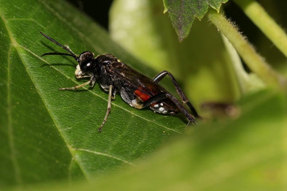  Macrophya militaris (Klug, 1817)