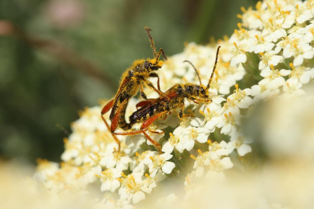 Sténoptère roux Stenopterus rufus (Linnaeus, 1767)
