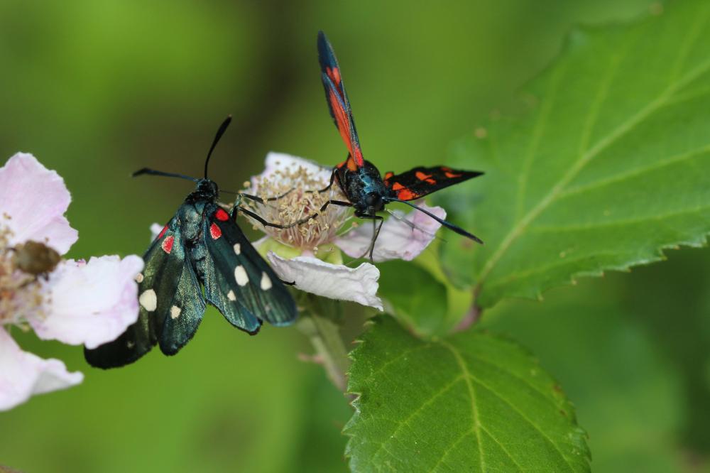 Zygène de la Coronille variée (La), Zygène de la C Zygaena ephialtes (Linnaeus, 1767)