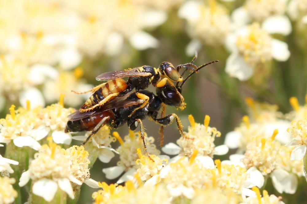 Dinetus pictus (Fabricius, 1793)
