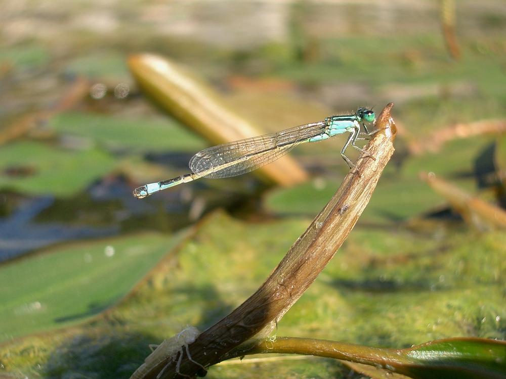Agrion élégant Ischnura elegans (Vander Linden, 1820)