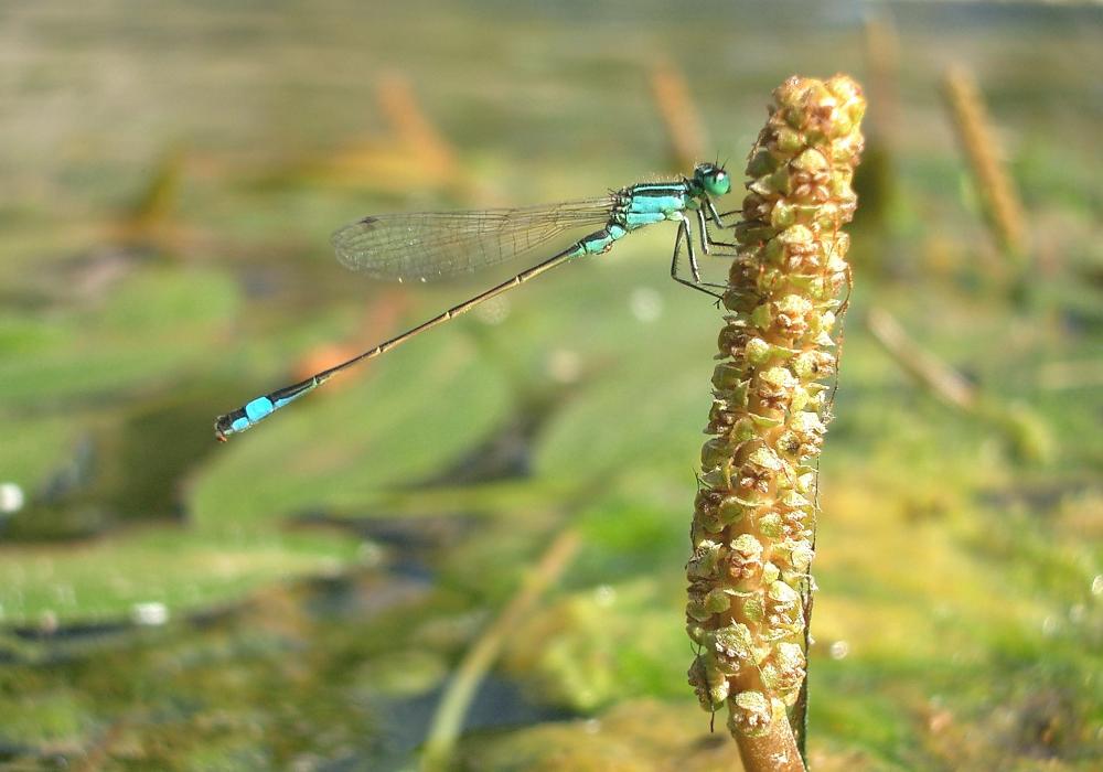 Agrion élégant Ischnura elegans (Vander Linden, 1820)