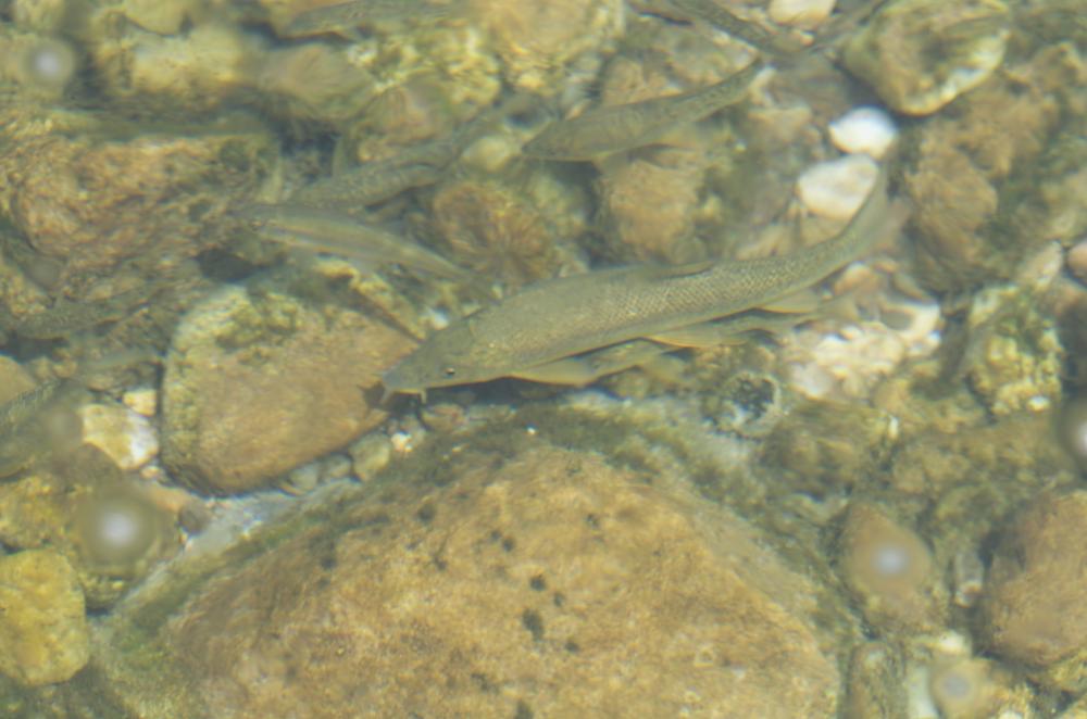 Barbeau fluviatile Barbus barbus (Linnaeus, 1758)
