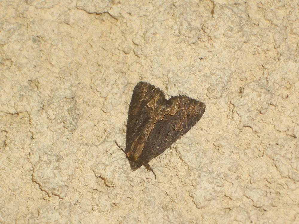 Noctuelle hérissée (La) Dypterygia scabriuscula (Linnaeus, 1758)